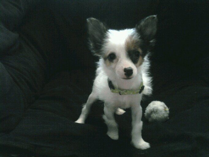 Rcrested Armani Exchange