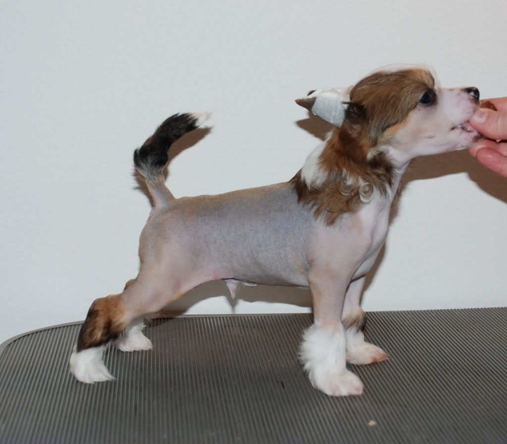 Bonniveras Hi'rculus