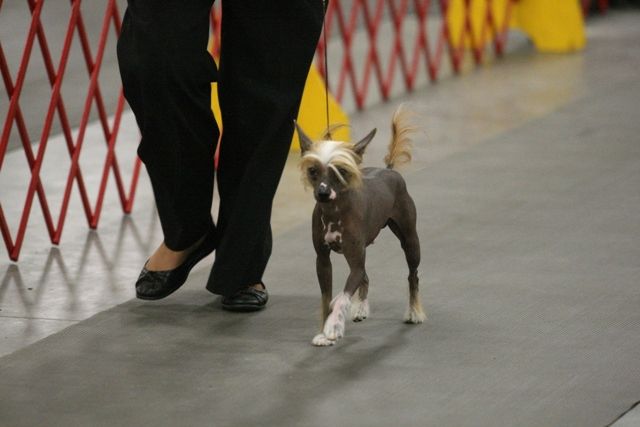 Blanch-o's tuff e nuff