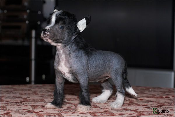 Fantastik Kashmir Nefertiti My Joi