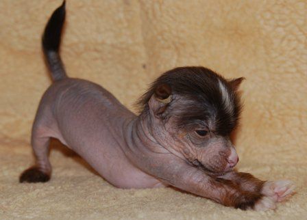 Ultra Magic ot Lyali Beloy