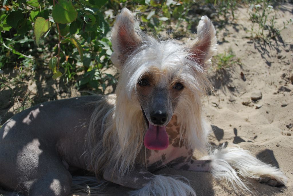 Volshebnaya Nimfetka Lolita