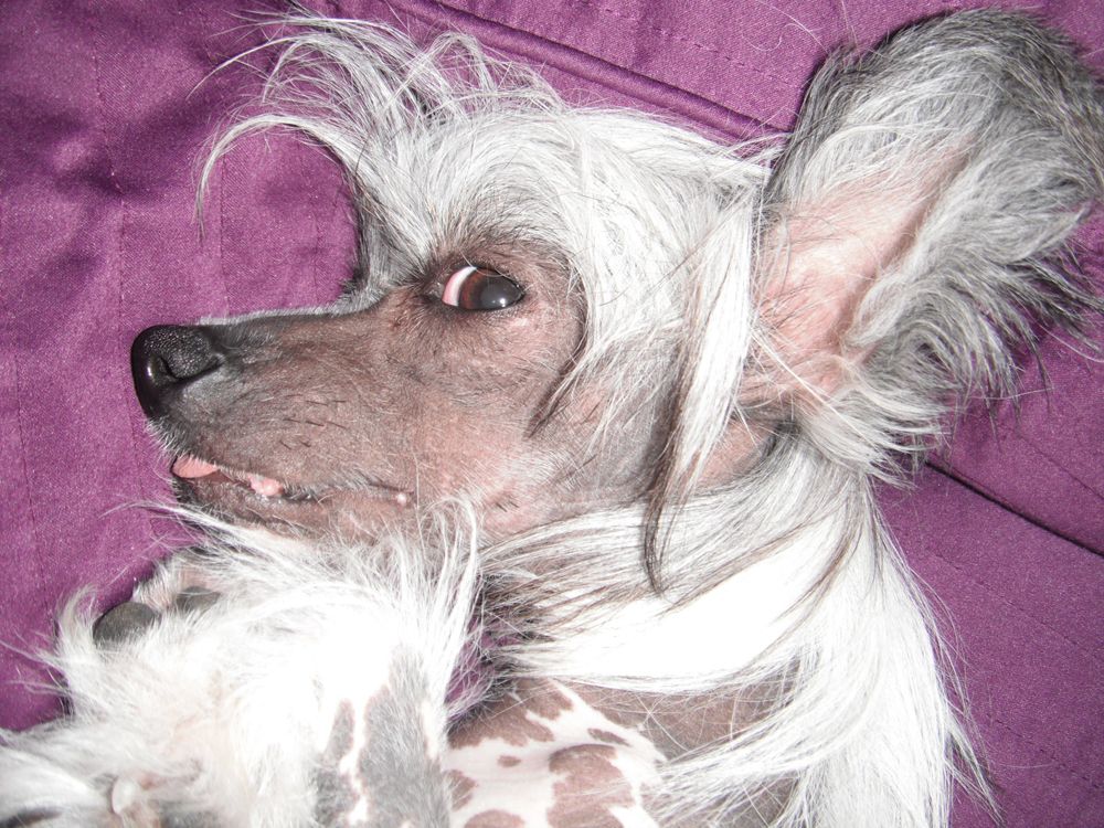 Daisy May Moravian Canis