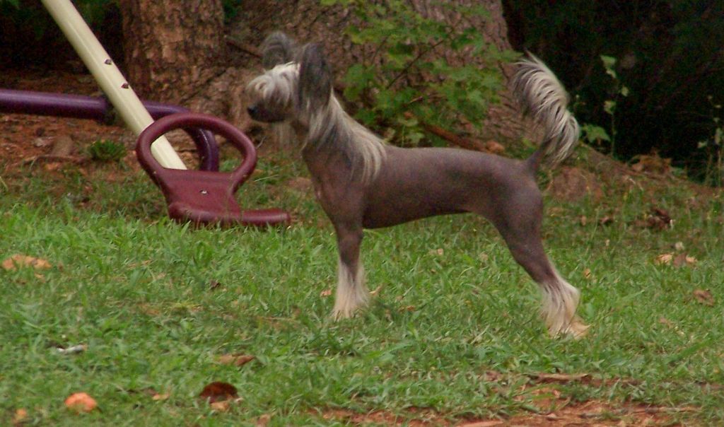 skyylan mistress of the dark