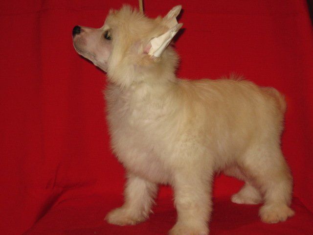 Vivat Yslav Zenidin Zedan