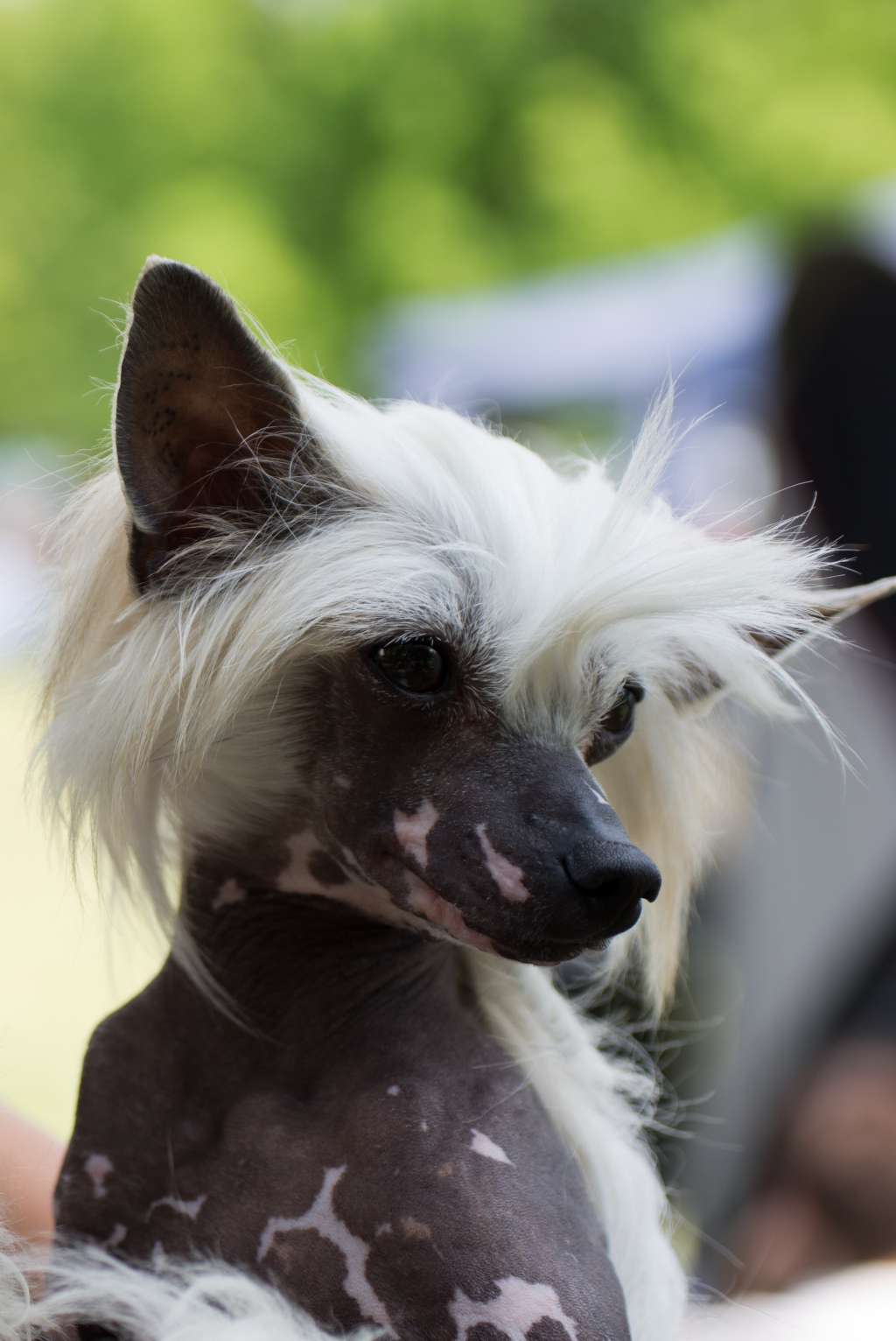 BARNEY BEN Healing garden Cajanka