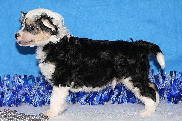 Status Imperial Look Forward