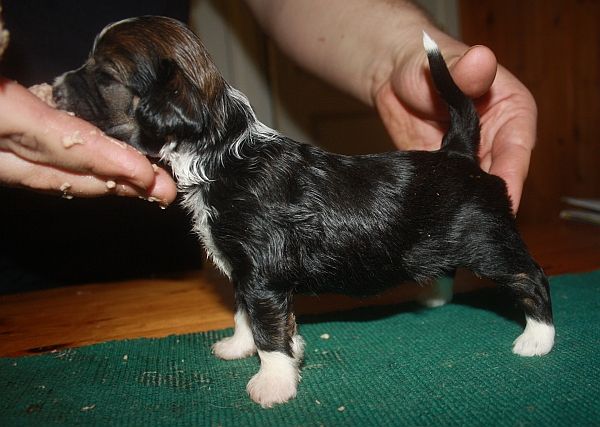 Acierto's Datura Noir