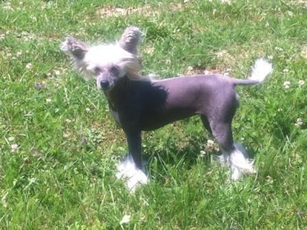 Funny Girl des Picholines