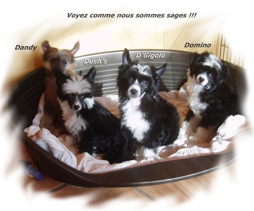 Domino des Picholines