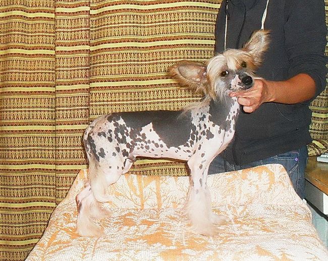 Karnelius Chivas Royal Salute