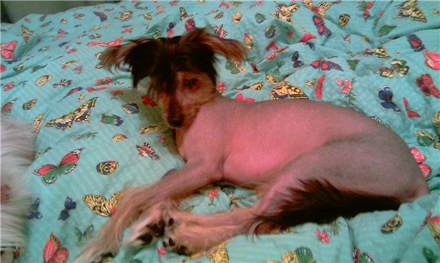 La Votre Belle Edvin 