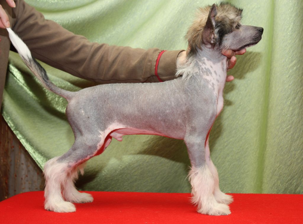 Mister Twister Bonus Westtai