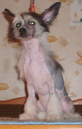 Merli OreroLovely Bonus Westtai