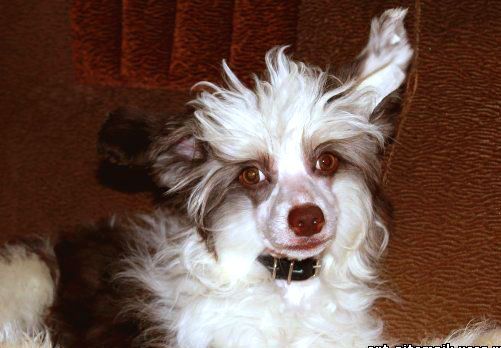 Paris Shokoladka Hilton