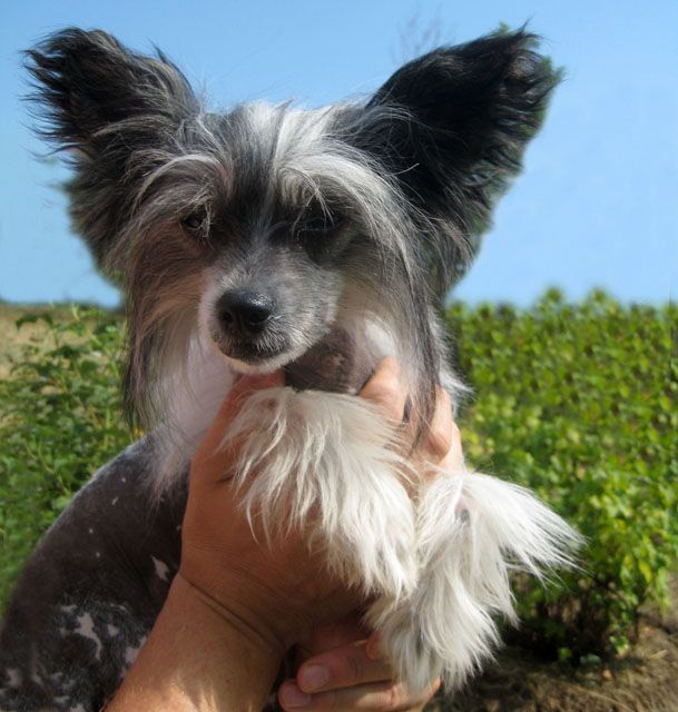 Angel O' Check Venezia.