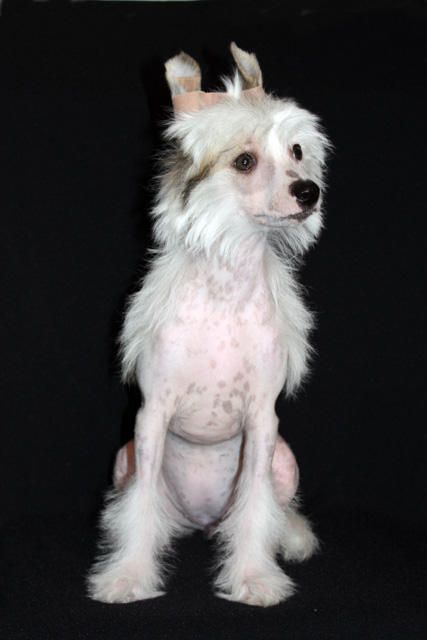 Angel O' Check Valkiria.