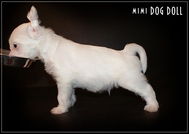 Mimi Dog Doll Clansman