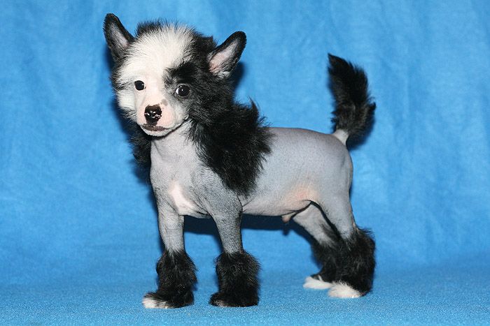 Status Imperial Mystic Black