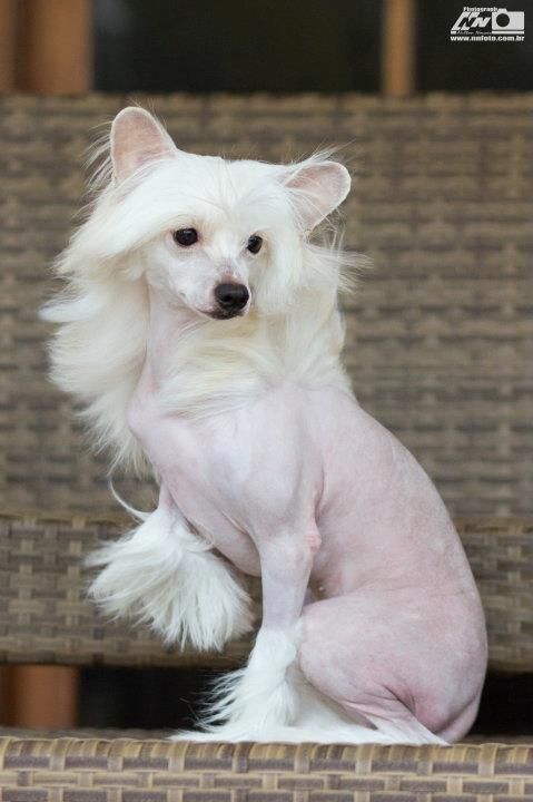 Sweet Fairy  Avokaduh