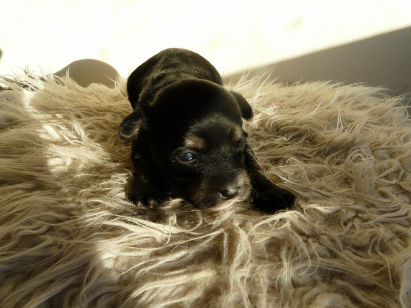 Camoto Hopes And Fears