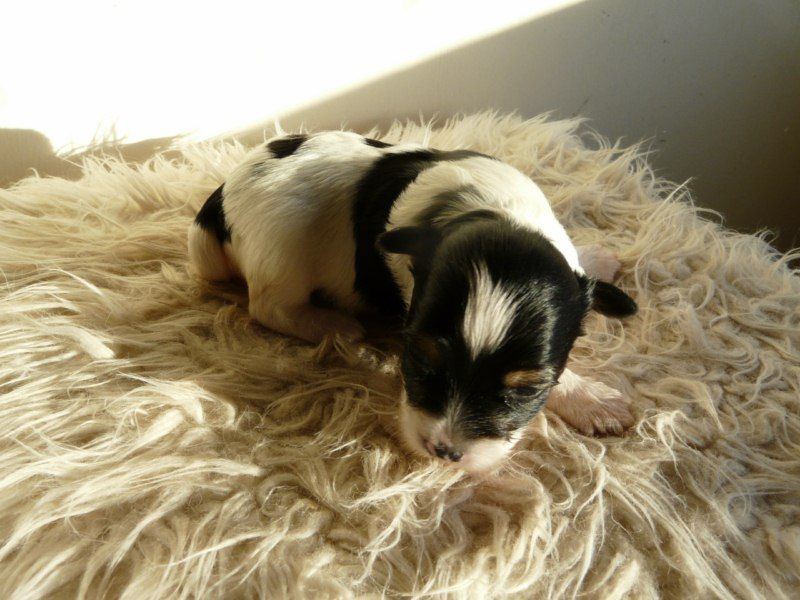 Camoto True And False