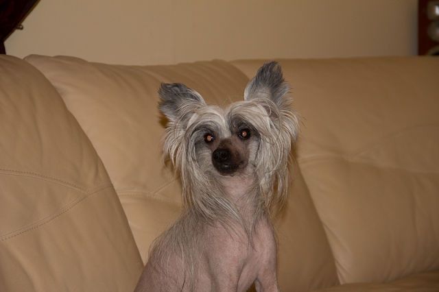 Fancy Style Zvezdochet