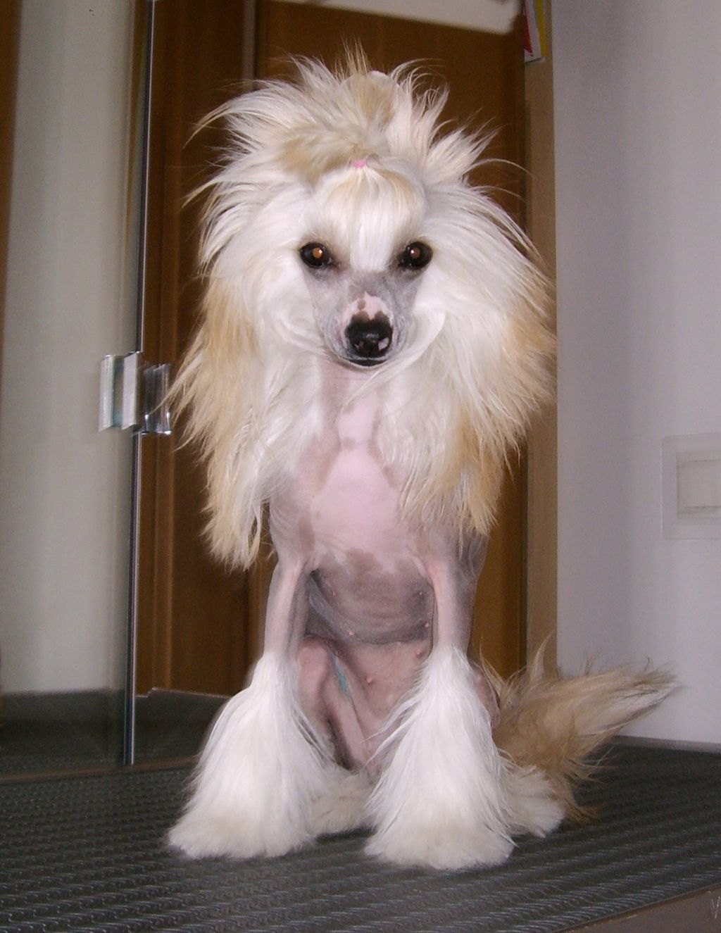 Angie Caramella's Family