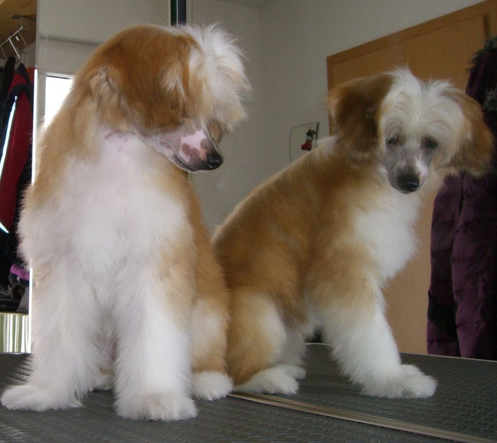 Amadeus Caramella's Family