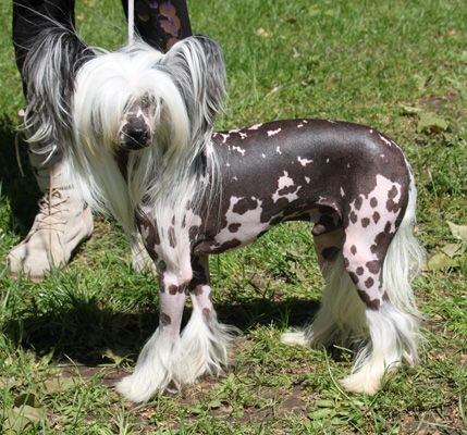 Oriental Jokes Flambeur