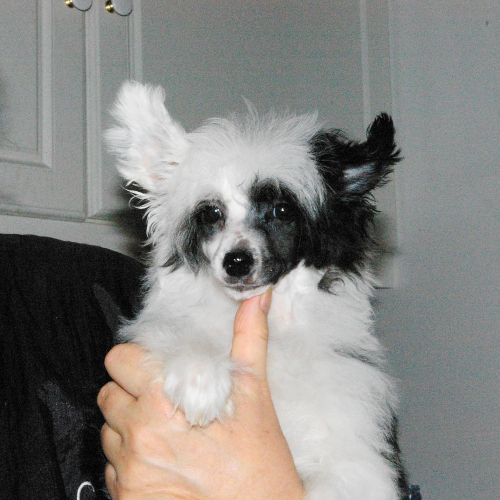 Oriental Jokes Flavia