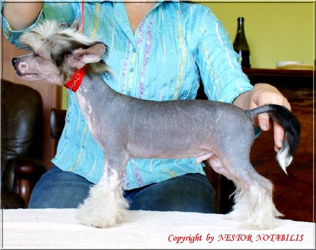 GUCIO Nestor Notabilis