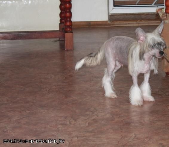 Kado Kitaiski Potselui Royal Favorit