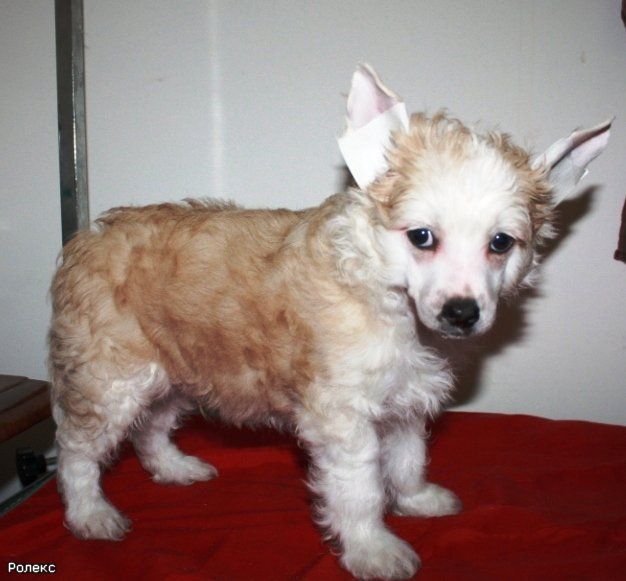 Kado Kitaiski Potselui Rolex