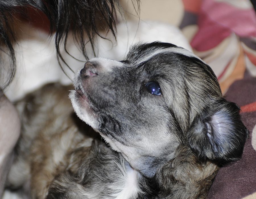 Sunstreaker Wings of Desire