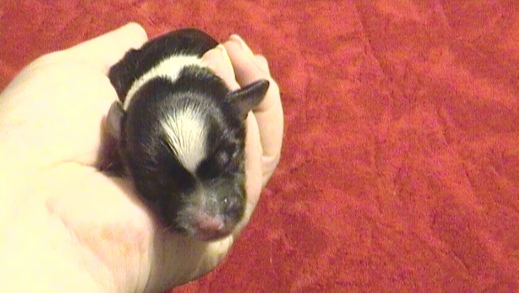 Zvenislava Chernaya Zhemchuzhina