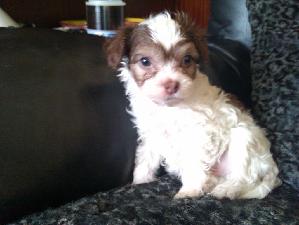 Toffs Pride and Prejudice 