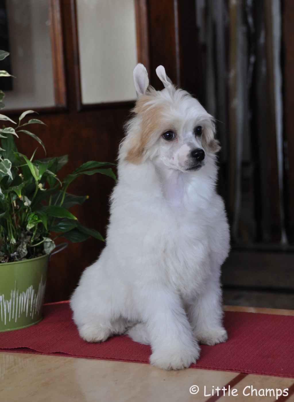 Jekill Little Champs