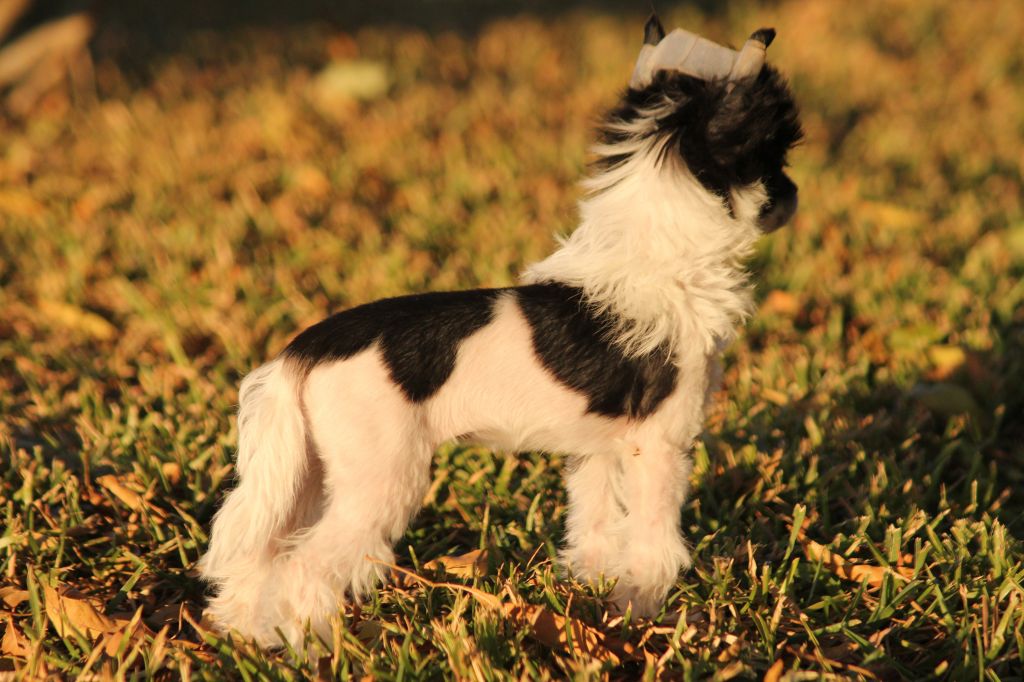 Taracrest Ruby Tuesday for Maju