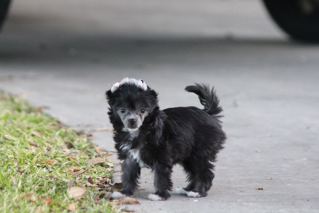 Taracrest Paint It Black for Maju