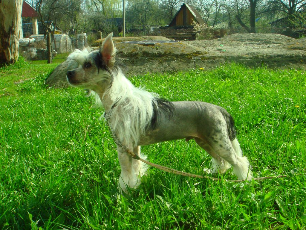 Nik Nolti  Bonus Westtai