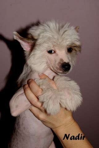 Nadir Beautiful Great Dane