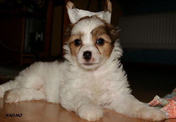 Naomi Beautiful Great Dane