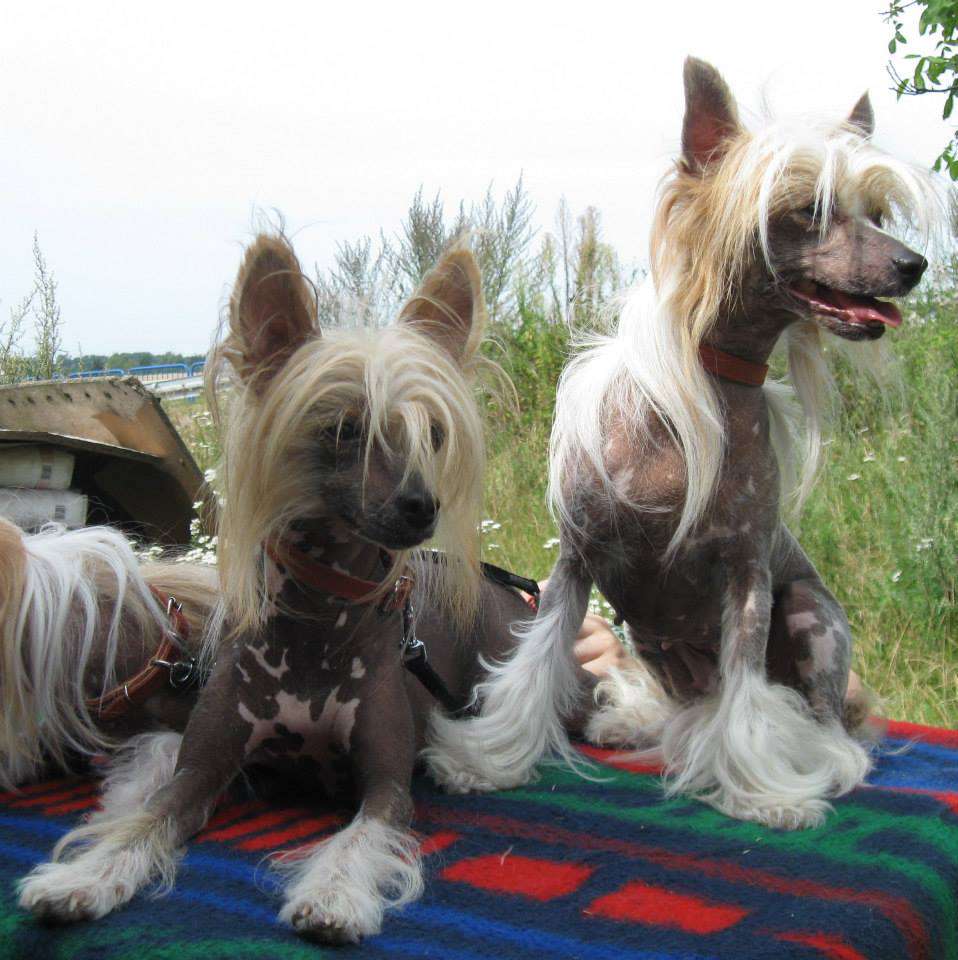 Nesca Beautiful Great Dane