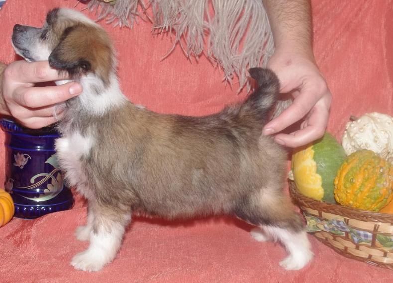 Limonka  Astarte Gold