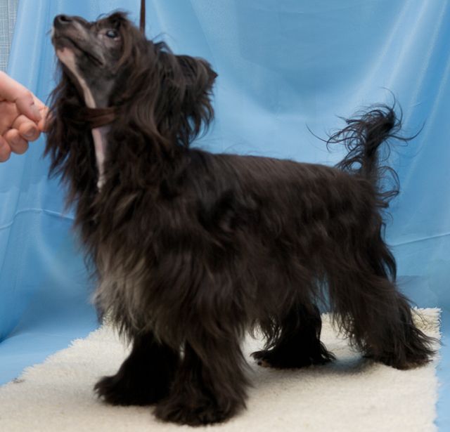 Vernisazh Mari Sirena Dance