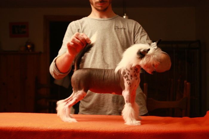 Zamiec Next Germanika