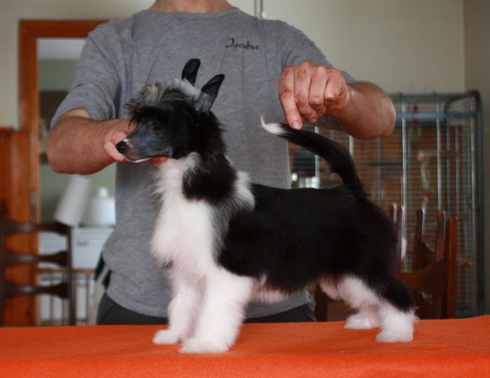 Zorza Next Germanika