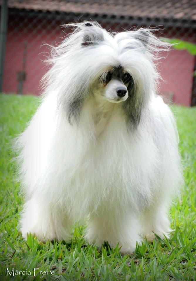 Hampton Court's Dum Dum Diddle at Legend