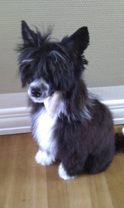 Sukadini's St Raphael Archangel d'ck